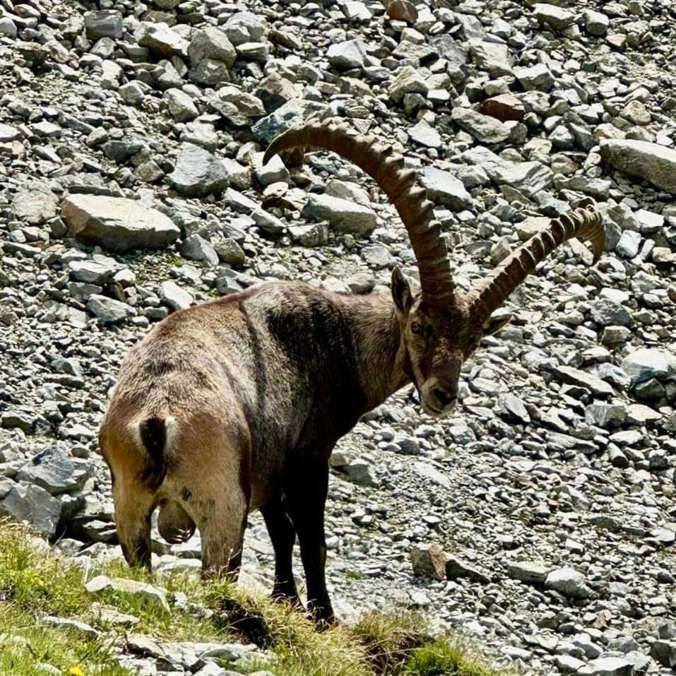 Apart Gschwandthof Sankt Leonhard im Pitztal Eksteriør bilde